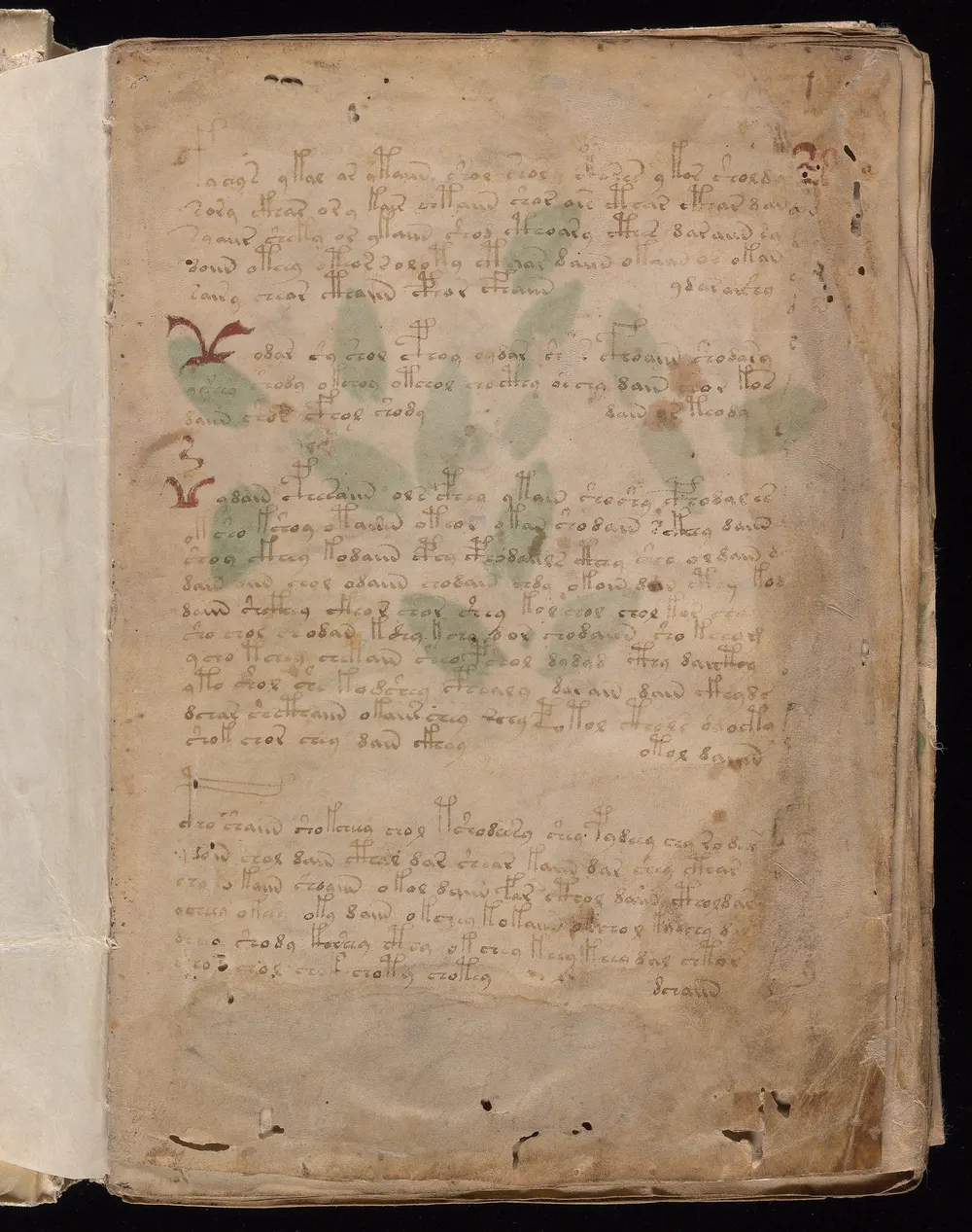 Folio 1r: four paragraphs of text with a few faint green leaf shapes behind them and two large red ornamental initials in the left margin