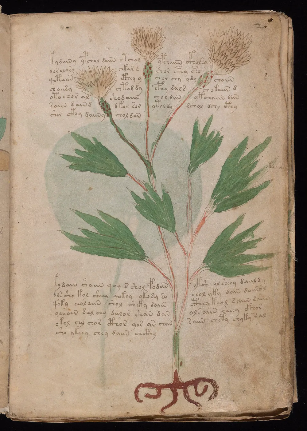 Folio 2r: a single plant with a red root, long narrow green leaves and two spiky flower heads, with blocks of text written above and below the leaves